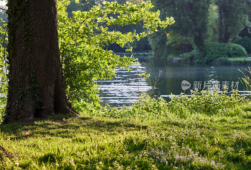 Domain Rivierenhof公园，水旁的树